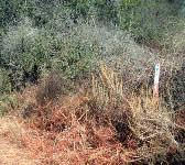 ABS005 Dirt Road