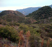 CAM010 Soft chaparral