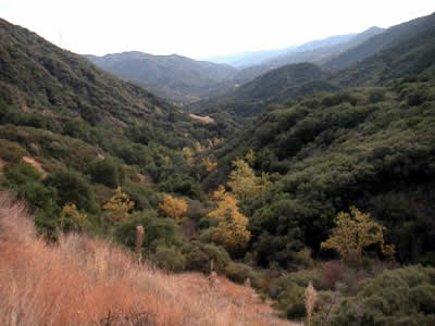 Image Number Five