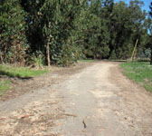 DEV007 Asphalt road