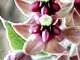 California Milkweed
