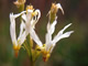 Albino Shooting Stars