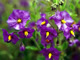 Purple Nightshade