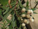 Mule Fat