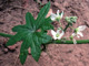 Wild Cucumber