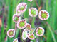 Narrow-leaved Lace-pod