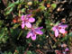 Redstem Filaree