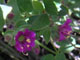 Wishbone Bush