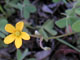 Creeping Wood Sorrel