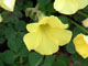 Bermuda Buttercup