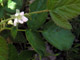 California Blackberry