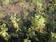 Locoweed