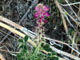 Nettle Lupine