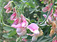 Wild Sweatpea