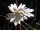 Woodland Star