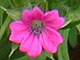 Cut-Leaved Geranium