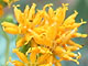 Coastal Goldenbush