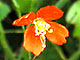 Fire Poppy