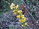 California Goldenrod