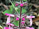 Common Wood Mint