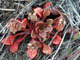 Red-stemmed Spring Beauty