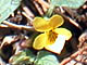 Mountain Violet