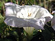 Datura