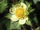 California Strawberry