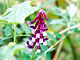 Vetch