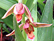 Stream Orchid