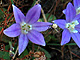 Harvest Brodiaea