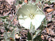 Wooly Morning-Glory