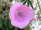 Lilac Mariposa