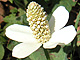 Yerba mansa