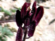 Slender-pod jewelflower