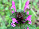 Henbit Deadnettle