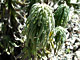 Poodle-dog Bush