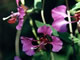 Elegant Clarkia