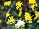 GoldenYarrow