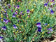 Foothill Penstemon
