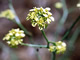 Black Mustard