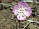 Speckled Clarkia