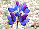 Lupine