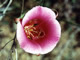 Plain Mariposa Lilly