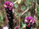Owls Clover