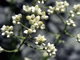 Pearly Everlasting