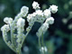 Popcorn Flower