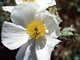 PricklyPoppy
