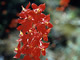 Scarlet Larkspur