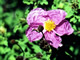 Rock Rose